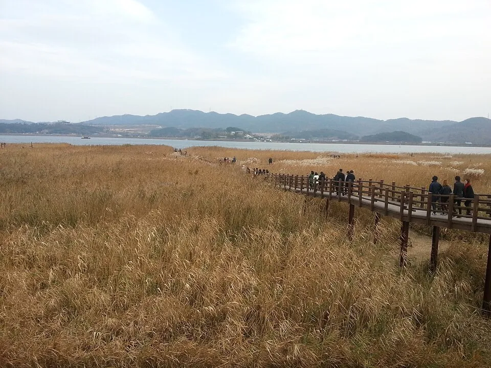 신성리 갈대밭
