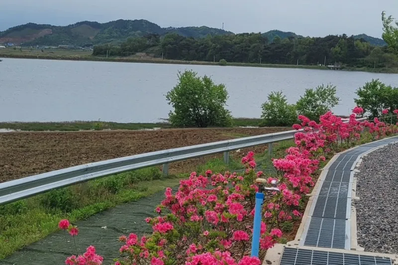 26년 블루아일랜드캠핑장 봄🌸