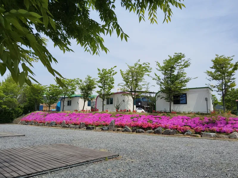 26년 블루아일랜드 캠핑장 봄🌸